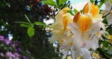 Azalea